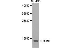 Western blot analysis of extracts of MB435 cell lines, using HAMP antibody. (Hepcidin antibody)