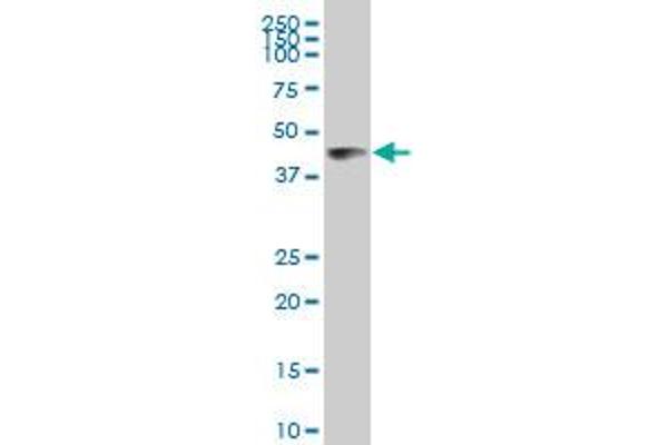ABTB1 antibody  (AA 271-370)