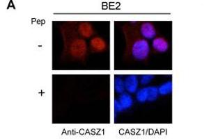 Immunofluorescence (IF) image for anti-Castor Zinc Finger 1 (CASZ1) (Internal Region) antibody (ABIN964598)