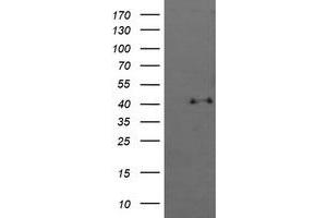 Image no. 1 for anti-Mitogen-Activated Protein Kinase 13 (MAPK13) antibody (ABIN1499955) (MAPK13 antibody)