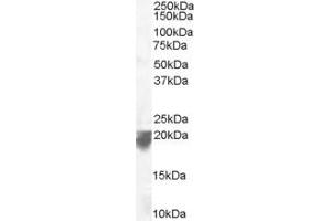 ABIN185173 staining (0. (VPS29 antibody  (C-Term))