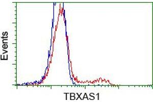 HEK293T cells transfected with either RC208028 overexpress plasmid (Red) or empty vector control plasmid (Blue) were immunostained by anti-TBXAS1 antibody (ABIN2453709), and then analyzed by flow cytometry. (TBXAS1 antibody)