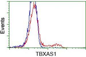 HEK293T cells transfected with either RC208028 overexpress plasmid (Red) or empty vector control plasmid (Blue) were immunostained by anti-TBXAS1 antibody (ABIN2453709), and then analyzed by flow cytometry.