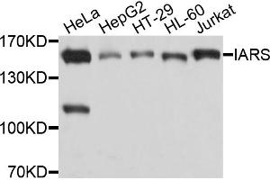Western blot analysis of extracts of various cell lines, using IARS antibody.