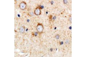 Immunohistochemical analysis of CD158e staining in human brain formalin fixed paraffin embedded tissue section. (KIR3DL1 antibody  (N-Term))