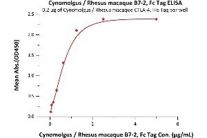 Immobilized Cynomolgus / Rhesus macaque CTLA-4, His Tag (ABIN2180926,ABIN2180925) at 2 μg/mL (100 μL/well) can bind Cynomolgus / Rhesus macaque B7-2, Fc Tag (ABIN2180852,ABIN2180851) with a linear range of 0. (CD86 Protein (CD86) (AA 19-240) (Fc Tag))
