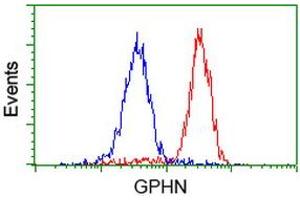 Image no. 2 for anti-Gephyrin (GPHN) antibody (ABIN1498427) (Gephyrin antibody)