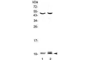 Western blot testing of 1) rat PC-12 and 2) mouse HEPA1-6 lysate with S100A10 antibody at 0. (S100A10 antibody)
