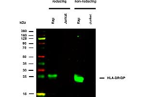 Anti-HLA-DR/DP (clone HL-38) works in WB application under reducing and non-reducing conditions. (HLA-DP/DR antibody)