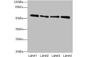 Western blot All lanes: ZNF563 antibody at 7 μg/mL Lane 1: Hela whole cell lysate Lane 2: A549 whole cell lysate Lane 3: MCF-7 whole cell lysate Lane 4: K562 whole cell lysate Secondary Goat polyclonal to rabbit IgG at 1/10000 dilution Predicted band size: 56, 27 kDa Observed band size: 56 kDa (ZNF563 antibody  (AA 214-476))