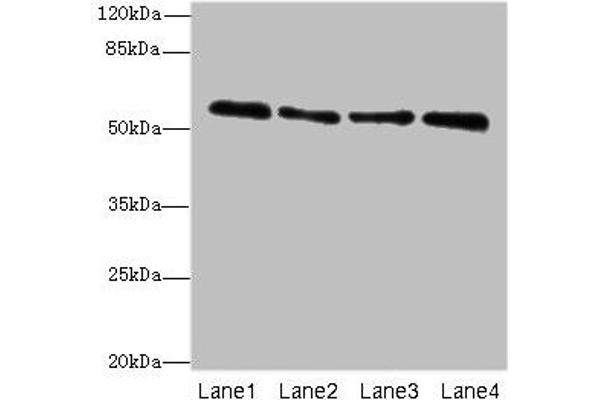ZNF563 anticorps  (AA 214-476)
