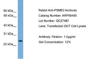 WB Suggested Anti-PSME2  Antibody Titration: 0. (PSME2 antibody  (Middle Region))