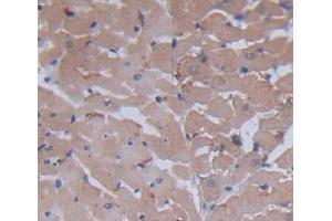 Used in DAB staining on fromalin fixed paraffin- embedded heart tissue (BNIP3 antibody  (AA 3-134))
