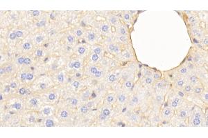 Immunohistochemistry (IHC) image for anti-Apolipoprotein A-I (APOA1) (AA 25-264) antibody (ABIN7429145)
