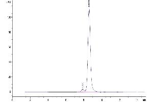 The purity of Human CD48 is greater than 95 % as determined by SEC-HPLC. (CD48 Protein (CD48) (AA 27-220) (His tag))