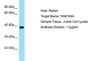 Host: Rabbit Target Name: FAM166A Sample Tissue: Human Jurkat Whole Cell Antibody Dilution: 1ug/ml