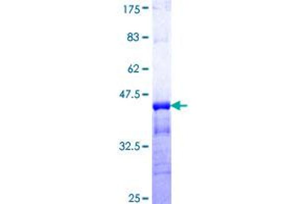 KCNC3 Protein (AA 671-757) (GST tag)