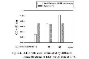 A431 cells were stimulated by different concentrations of EGF for 20 min at 37 °C (EGFR ELISA Kit)