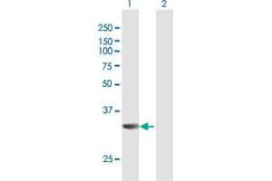 Western Blot analysis of MPST expression in transfected 293T cell line by MPST MaxPab polyclonal antibody. (MPST antibody  (AA 1-297))