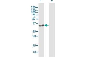 GIMAP7 antibody  (AA 1-300)