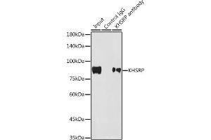 Immunoprecipitation analysis of 300 μg extracts of HepG2 cells using 3 μg KHSRP antibody (ABIN7268110).