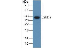 Figure. (AMH antibody  (AA 409-644))