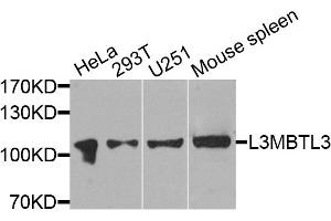 Western blot analysis of extracts of various cell lines, using L3MBTL3 antibody (ABIN4904189) at 1:1000 dilution. (L3MBTL3 antibody)