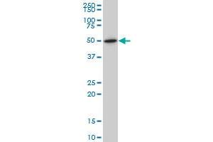 NR1H2 monoclonal antibody (M04), clone 1E1 Western Blot analysis of NR1H2 expression in IMR-32 .