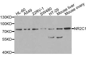 Western blot analysis of extracts of various cell lines, using NR2C1 antibody (ABIN5975420) at 1/1000 dilution. (NR2C1 antibody)