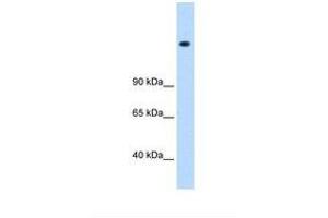 Image no. 1 for anti-Mediator Complex Subunit 16 (MED16) (AA 171-220) antibody (ABIN6737649) (MED16 antibody  (AA 171-220))