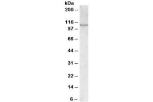 Western blot testing of MOLT4 lysate with NFATC2 antibody at 0. (NFAT1 antibody)
