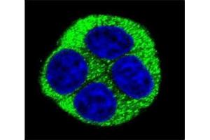 Immunofluorescence (IF) image for anti-NAD(P)H Dehydrogenase, Quinone 1 (NQO1) (AA 118-144) antibody (ABIN3031928)