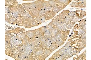 ABIN6261352 and ABIN6278565 at 1/100 staining mouse muscle tissue by IHC-P.