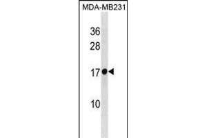 RPL30 Antibody (N-term) (ABIN1881761 and ABIN2838833) western blot analysis in MDA-M cell line lysates (35 μg/lane).