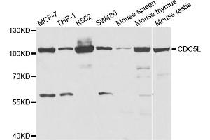Western blot analysis of extracts of various cell lines, using CDC5L antibody. (CDC5L antibody)