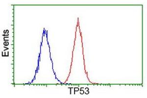 Image no. 4 for anti-Tumor Protein P53 (TP53) antibody (ABIN1499974) (p53 antibody)