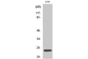 Western Blotting (WB) image for anti-ADP-Ribosylation Factor-Like 2 Binding Protein (ARL2BP) (Internal Region) antibody (ABIN3183482) (ARL2BP antibody  (Internal Region))