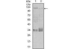 Western blot analysis using ITGB1 mouse mAb against A549 (1), and Jurkat (2) cell lysate.