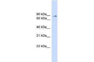 WB Suggested Anti-PIK3R5 Antibody Titration: 0.