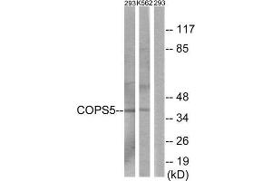 Western Blotting (WB) image for anti-COP9 Constitutive Photomorphogenic Homolog Subunit 5 (Arabidopsis) (COPS5) (Internal Region) antibody (ABIN1849860) (COPS5 antibody  (Internal Region))
