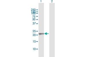 Western Blot analysis of RAB13 expression in transfected 293T cell line by RAB13 MaxPab polyclonal antibody. (RAB13 antibody  (AA 1-203))