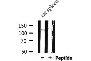Western blot analysis of RAD51 expression in Rat spleen lysate (Golgin A2 (GOLGA2) (N-Term) antibody)