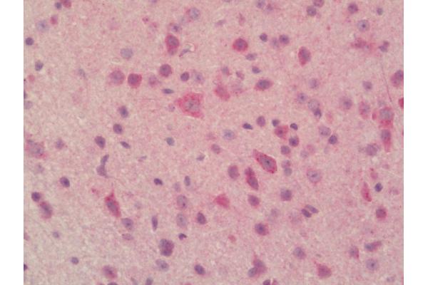PLBD2 antibody  (FITC)