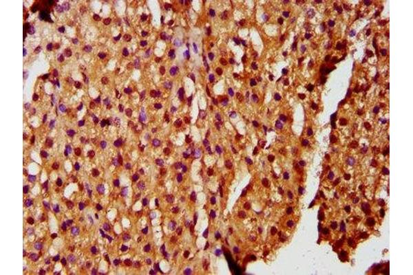ZKSCAN5 antibody  (AA 490-643)