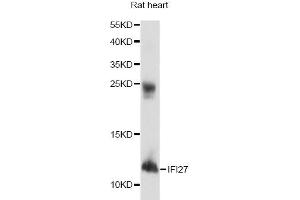 Western blot analysis of extracts of rat heart, using IFI27 antibody.