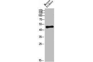 Western blot analysis of mouse-lung mouse-heart 293T Hela 3T3 lysate, antibody was diluted at 500. (LAMP3 antibody  (AA 261-310))