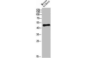 Western blot analysis of mouse-lung mouse-heart 293T Hela 3T3 lysate, antibody was diluted at 500.