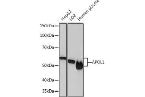 Western blot analysis of extracts of various cell lines, using  Rabbit mAb (ABIN7265645) at 1:1000 dilution. (APOL1 antibody)