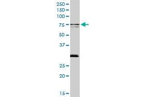 SWAP70 MaxPab rabbit polyclonal antibody. (SWAP70 antibody  (AA 1-585))