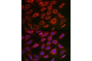 Immunofluorescence analysis of NIH/3T3 cells using Syntrophin alpha 1 Rabbit pAb (ABIN7270692) at dilution of 1:50 (40x lens).